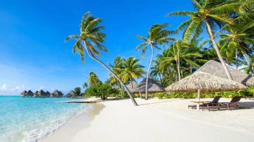 Barbados palm trees on beach