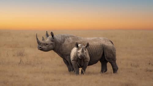 Rhinos on the plains of the Serengeti