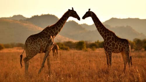 Two giraffes, South Africa